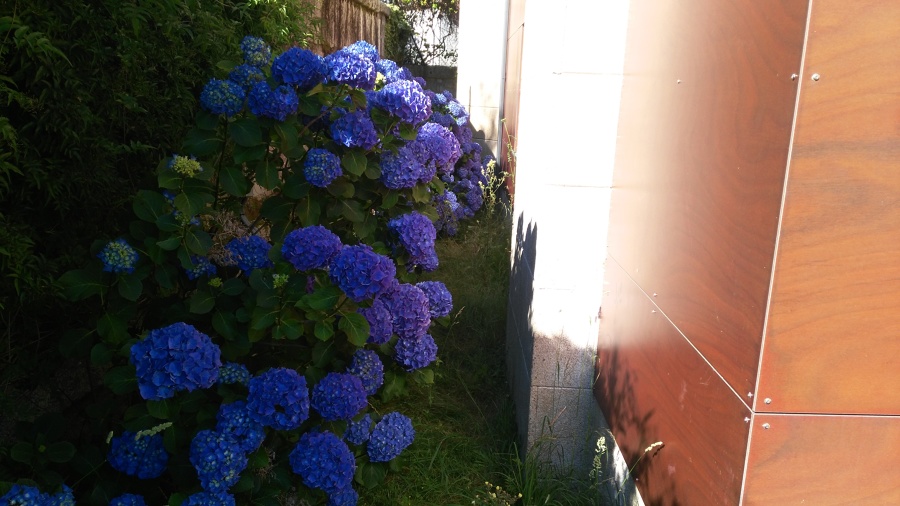 Aspecto antes de creacion del sendero