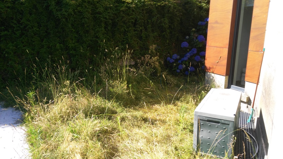 Aspecto de las hortensias antes ser saneadas