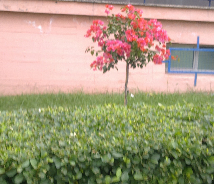 Bougambilla en forma de bola