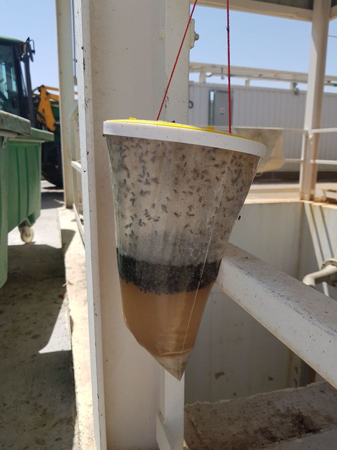 Captura masiva Moscas