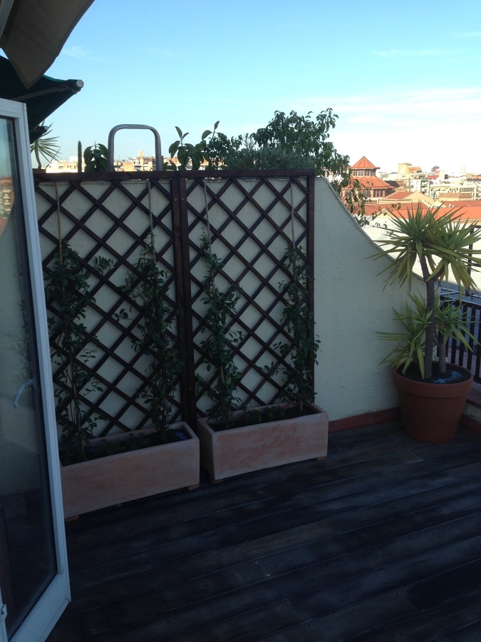 celosía y plantas en una pared sin nada