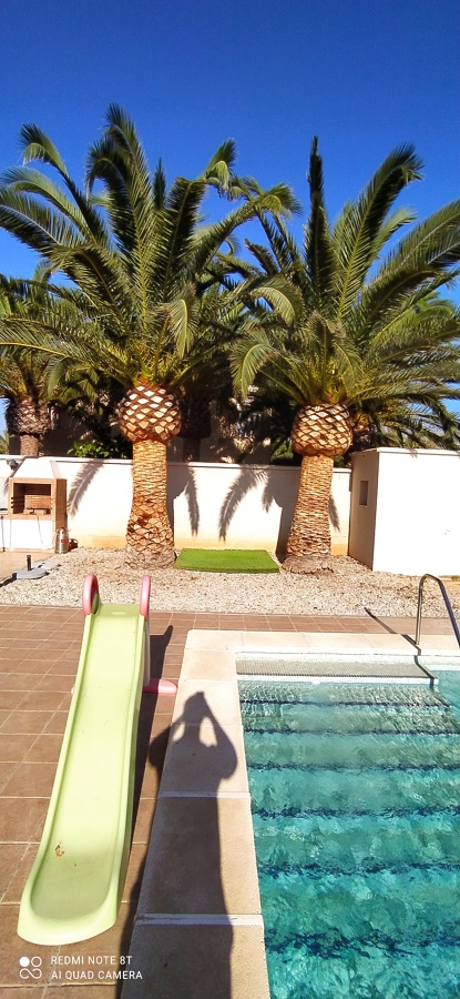 Cepillado de tronco,formar balona y poda en palmeras Phoenix canariensis