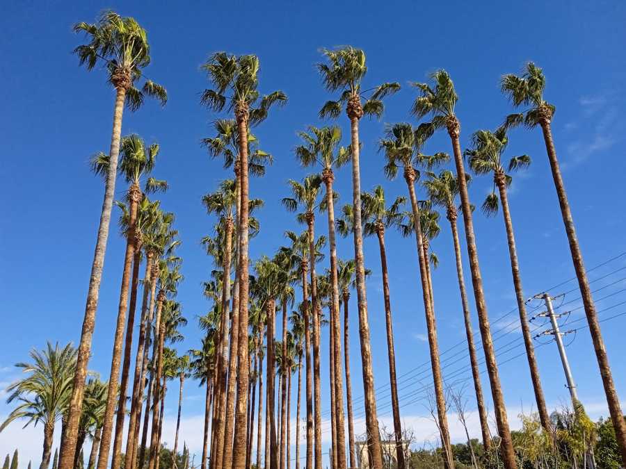 Cepillado del tronco de las palmeras