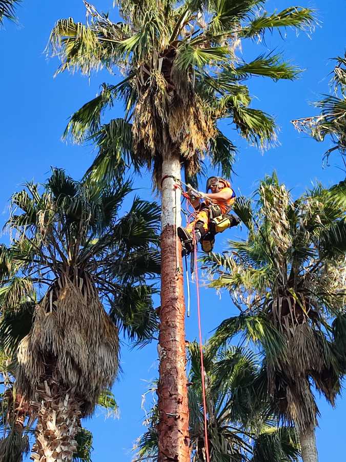 Cepillado del tronco de una palmera