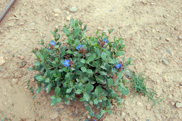 Ceratostigma plumbaginoides