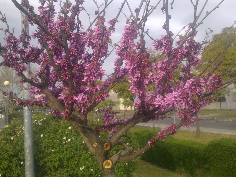 Ciclamor en plenitud