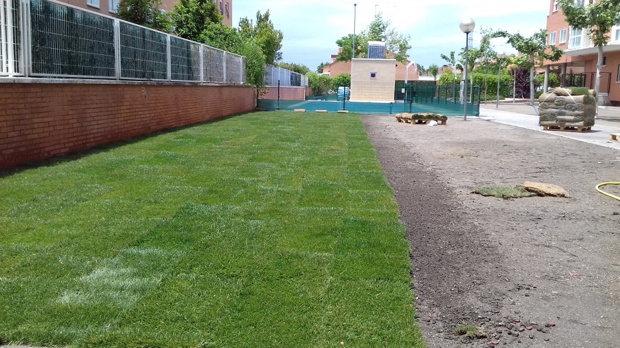 colocación césped en tepes