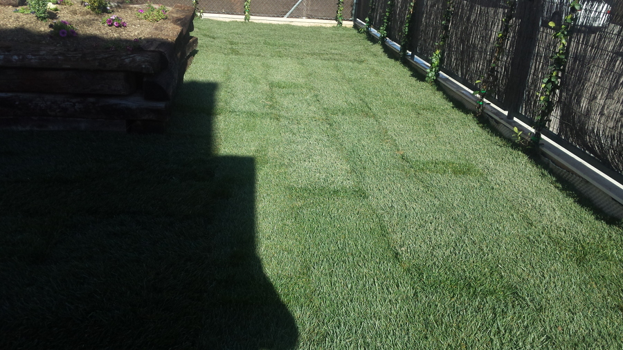 COLOCACIÓN DE CÉSPED NATURAL Y PLANTAS