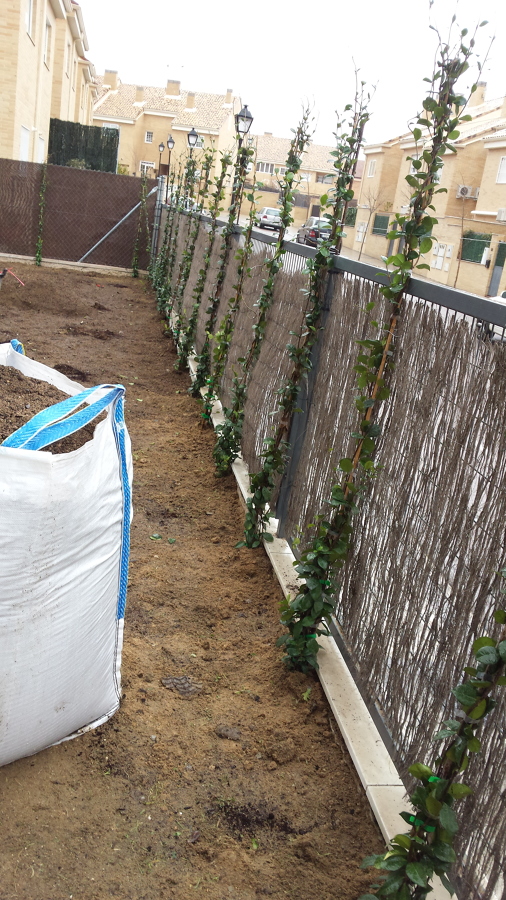 COLOCACION DE ENREDADERAS EN VALLA