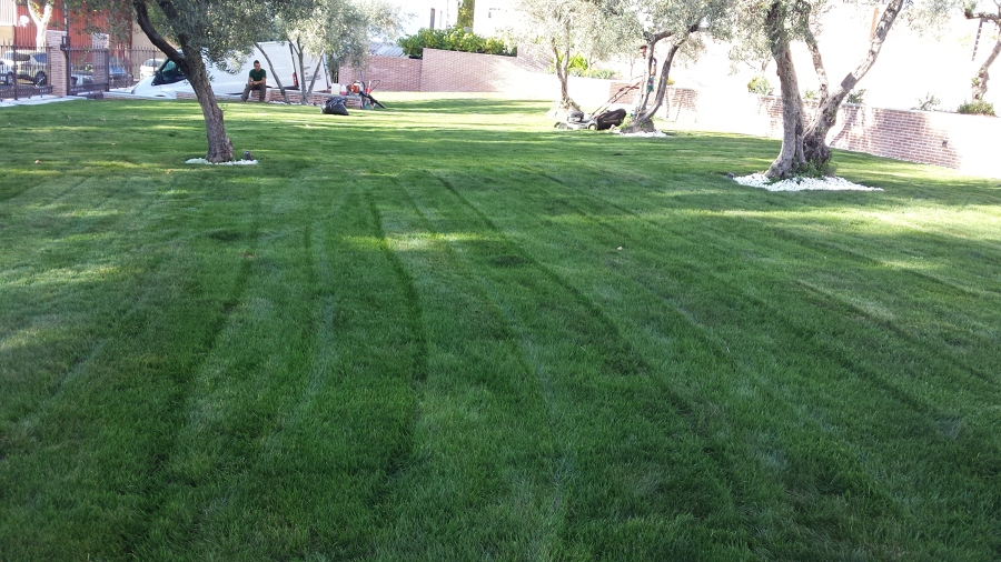 colocación y mantenimiento cesped