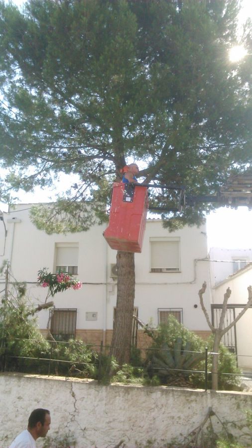 Corte de pino  mediante poda y luego total por estar rompiendo pretil en una zona urbana