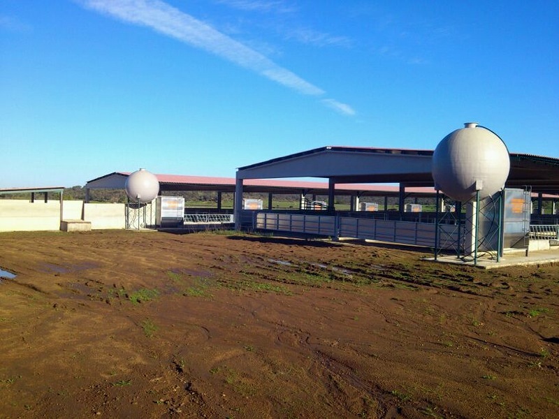 Criadero de terneras en Barcarrota, Badajoz.
