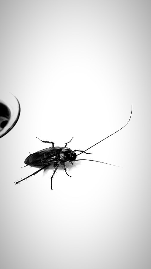 Cucarachas americanas