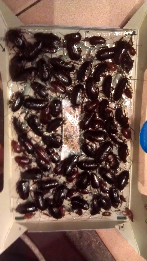 Cucarachas Orienales