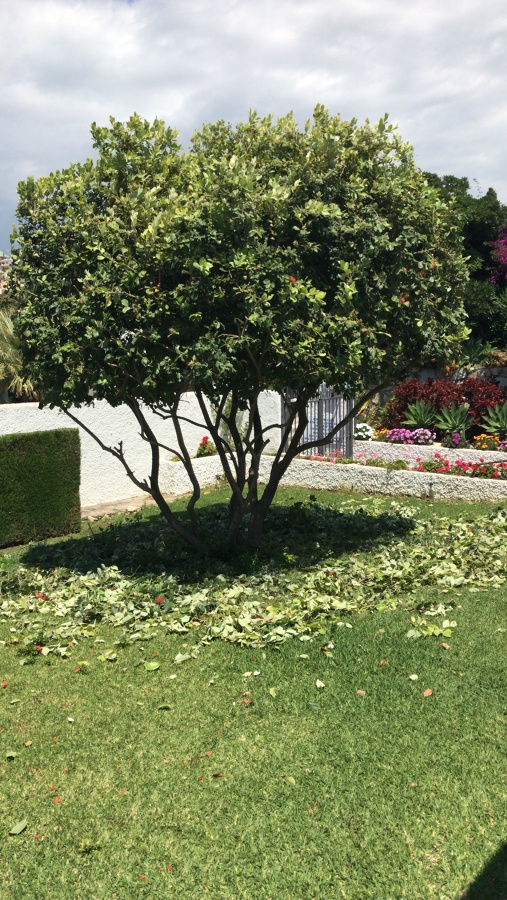 Dale una forma a tu jardin