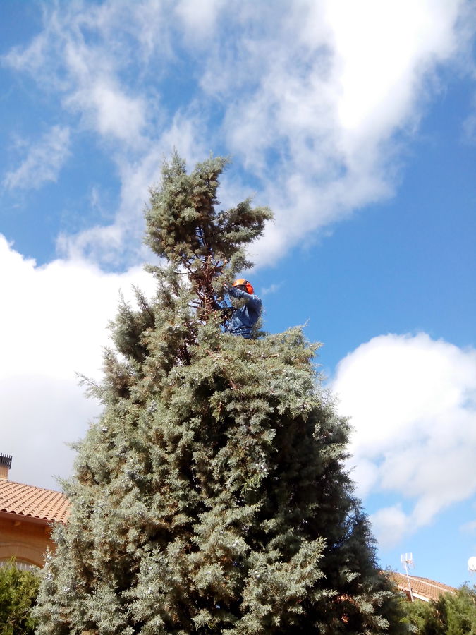 Dar forma a un ciprés 2