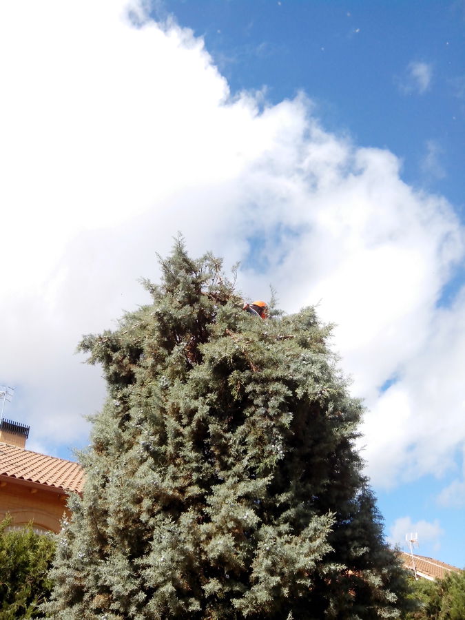 Dar forma a un ciprés 3