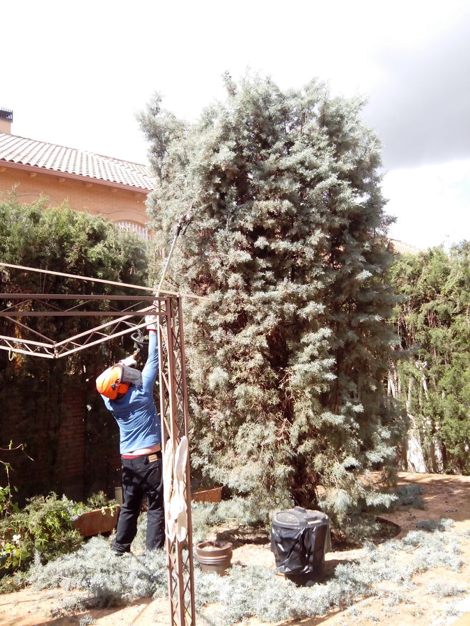 Dar forma a un ciprés 5