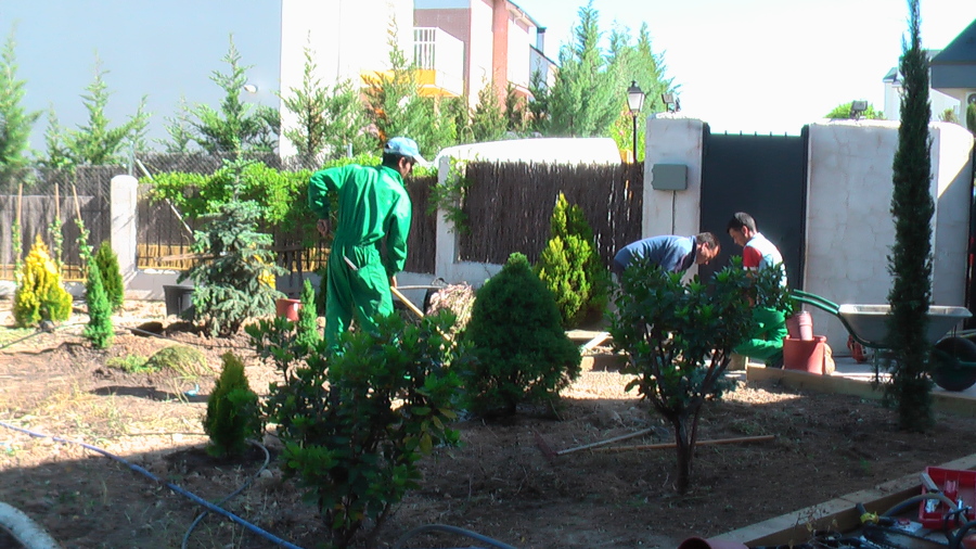 Despues de plantar, montando el riego por goteo