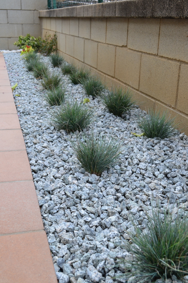 Detalle de Festuca Glauca