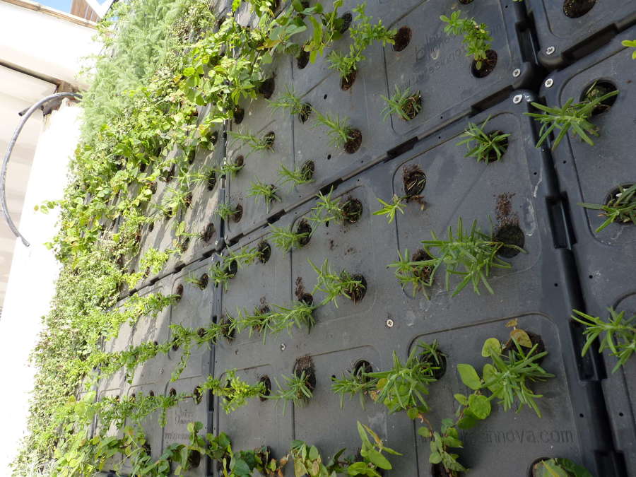 Detalle jardín vertical