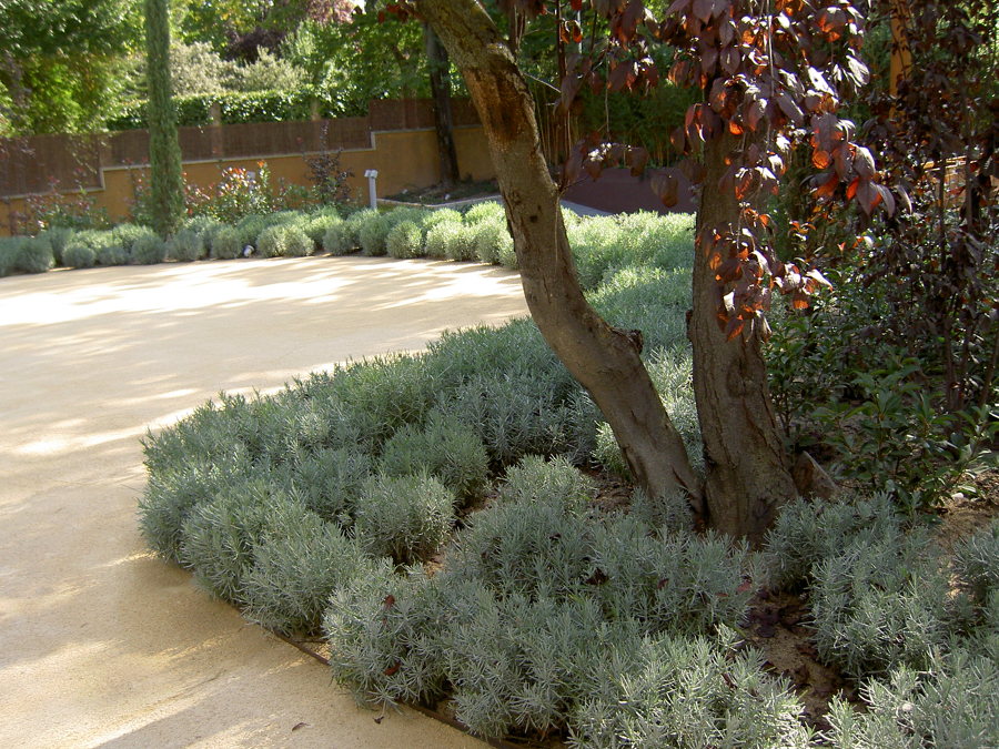 detalle plantación lavandas y pavimento de jabre