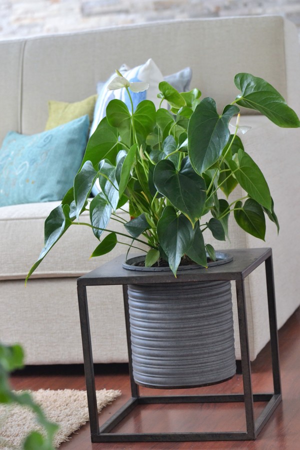 Detalles decorativos