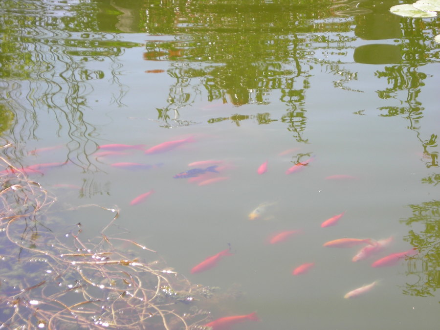 Diseño de estanque con cascada