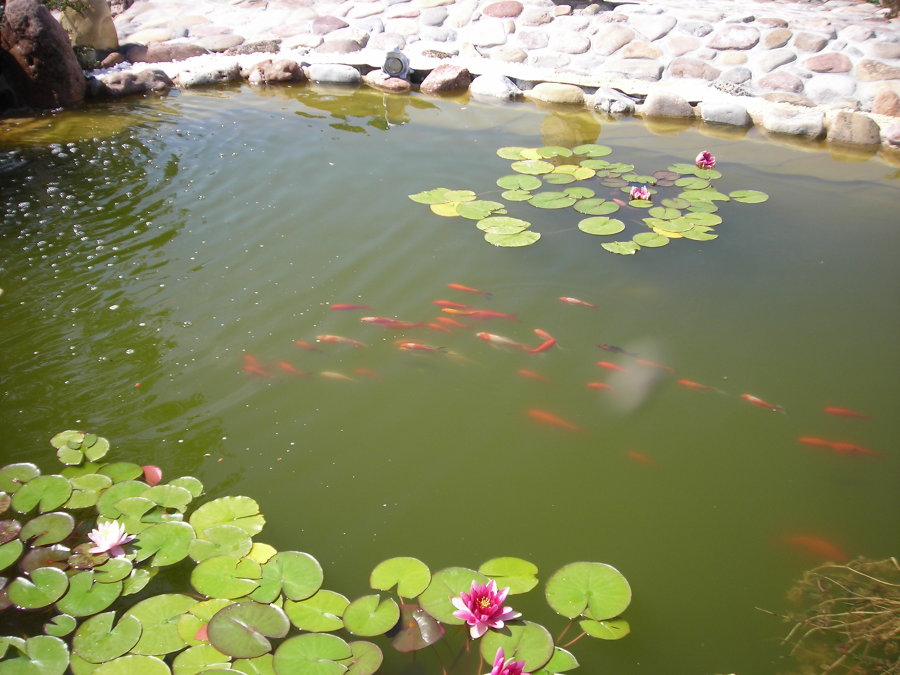 Diseño de estanque con cascada