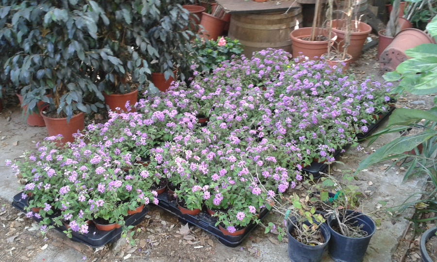 Distribucion de la planta