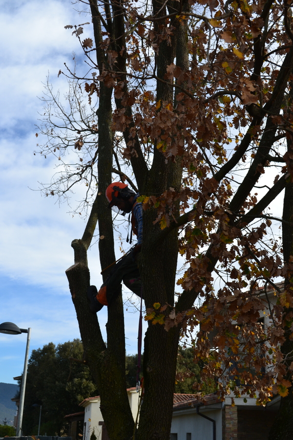 Eliminación del tronco