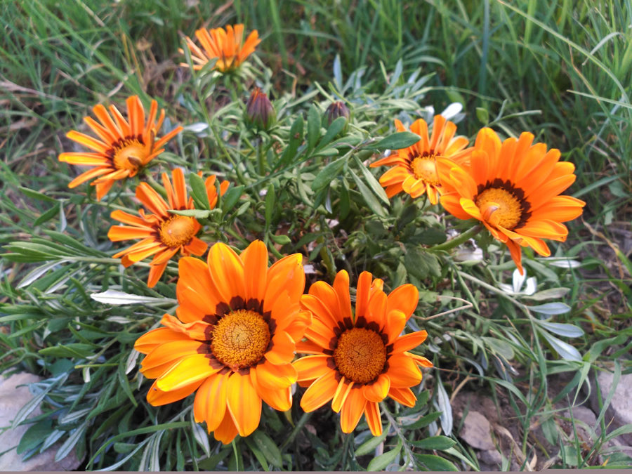 empresas de jardineria