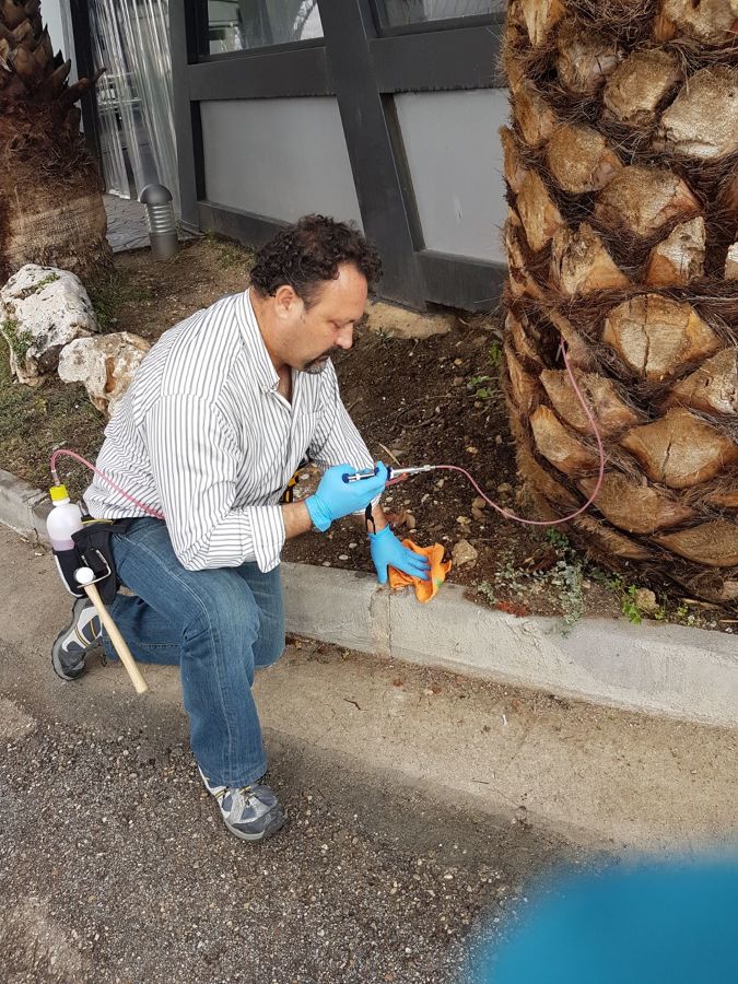 ENDOTERAPIA en palmera afectada de gusano