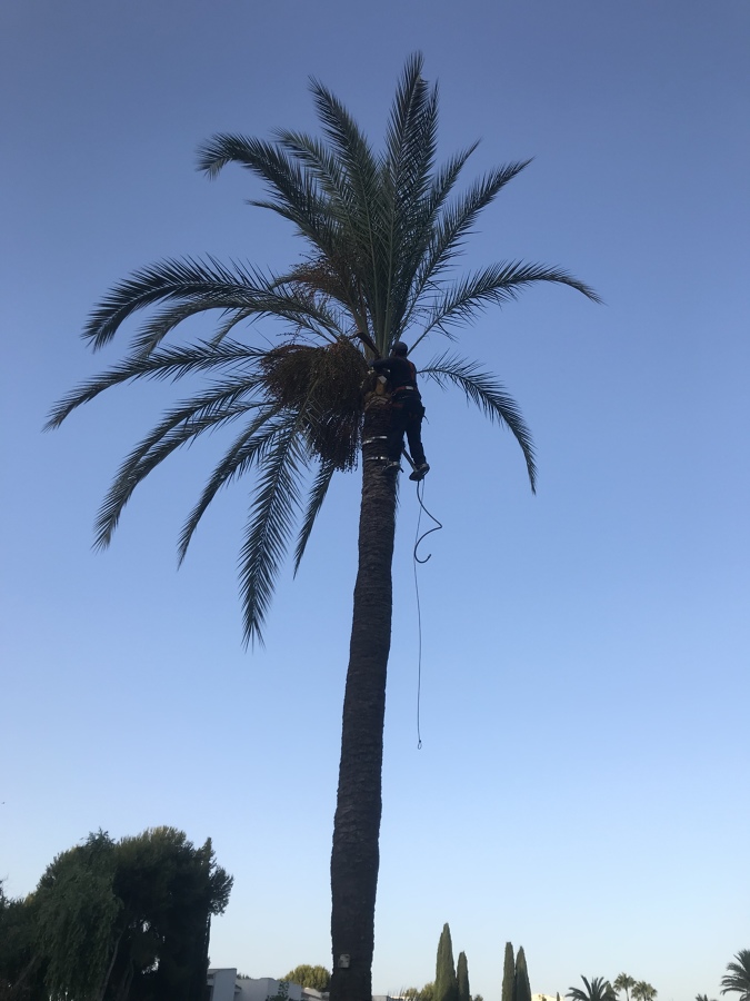 Esta el tiempo de las palmera !