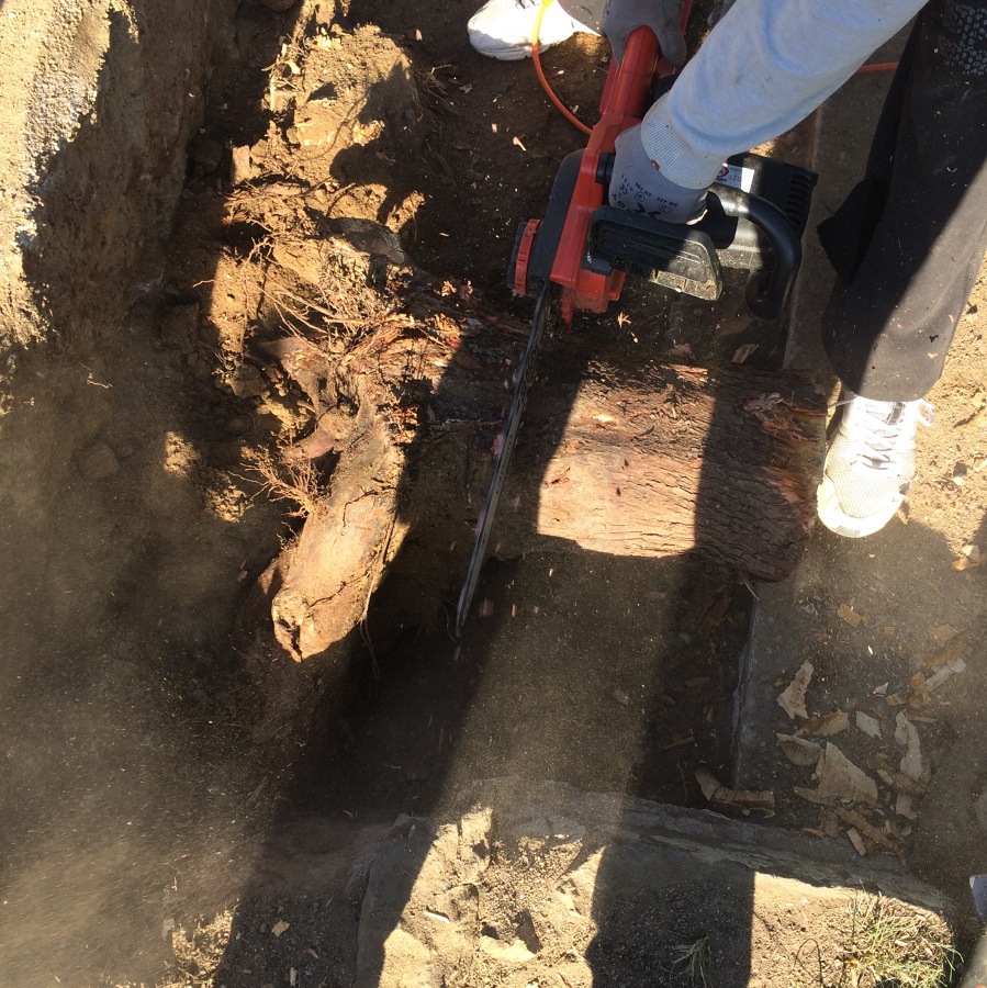 Estraccion de las raices