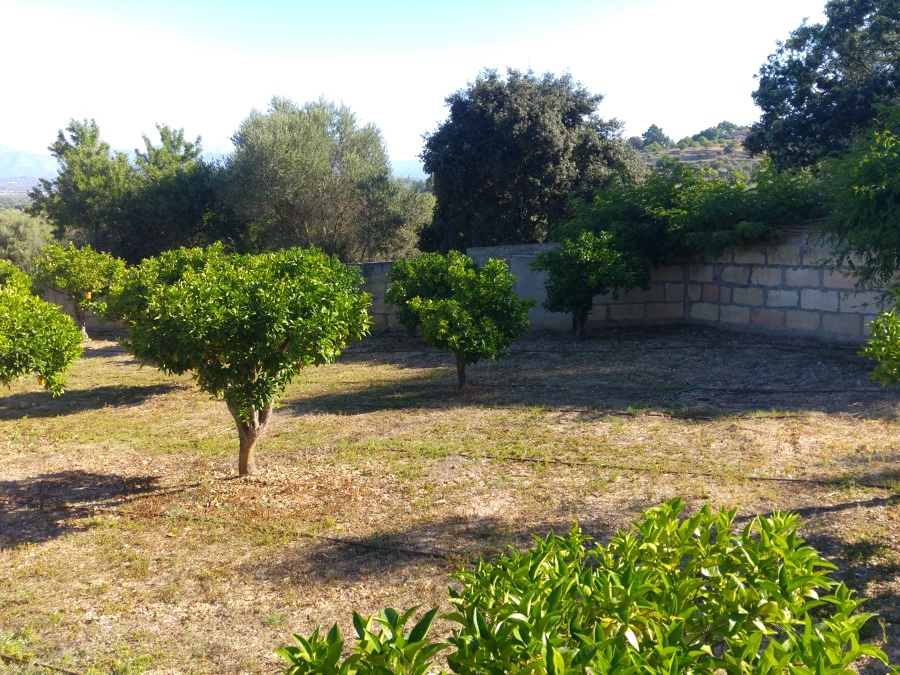 Finca desbrozada y limpia