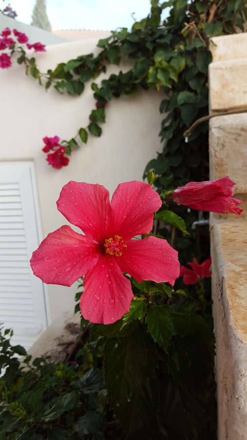 Flor