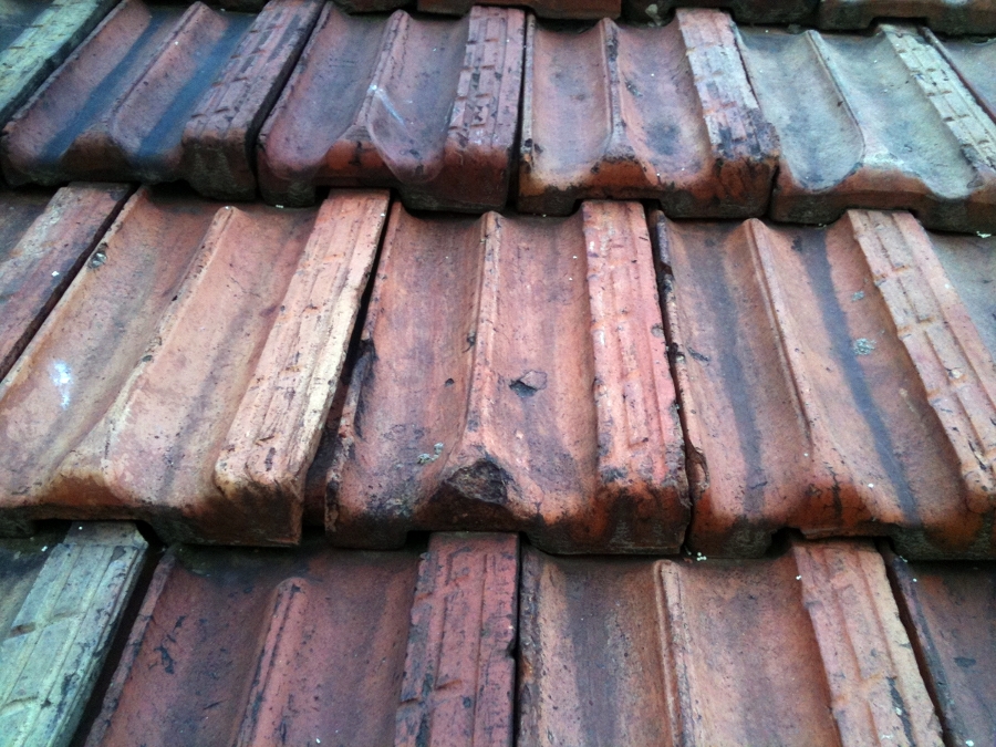 FOTOS APLICACION DE FRITERMOL