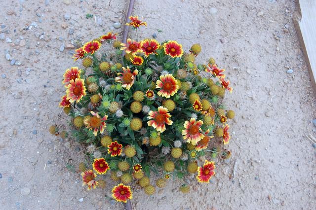 Gaillarda pulcella
