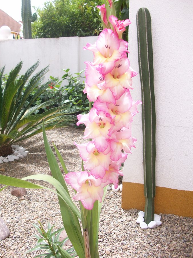 Gladiolo, captus, cantos rodaos