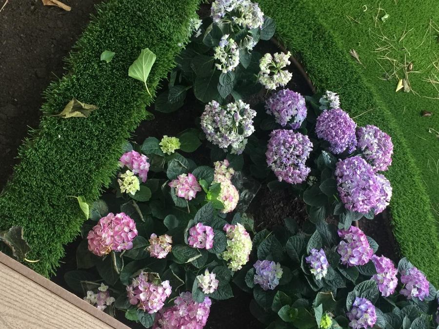 Hortensias - más colores para el jardín