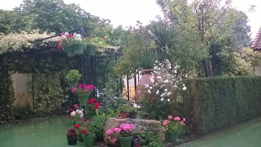 Jardin en un dia de lluvia