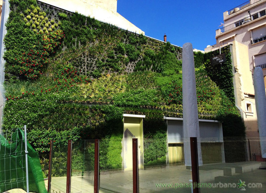 Jardín vertical creciendo