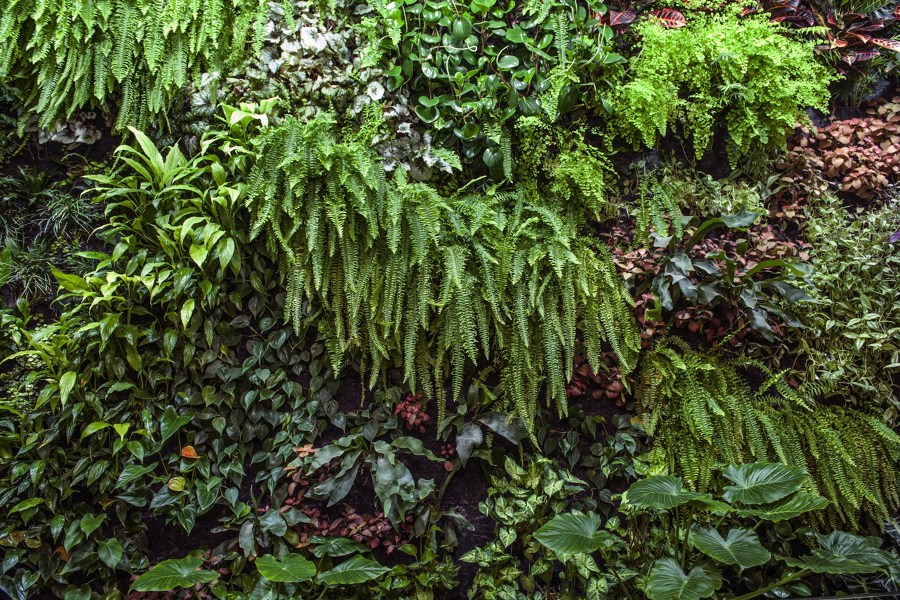 Jardin Vertical sin gasto de agua. Detalle.