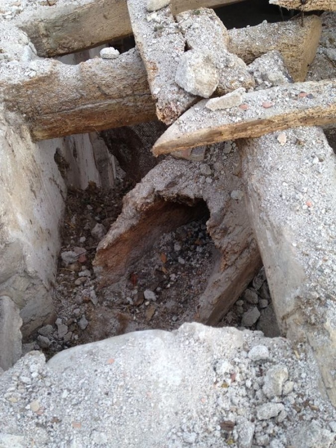 jasena comida por ratas