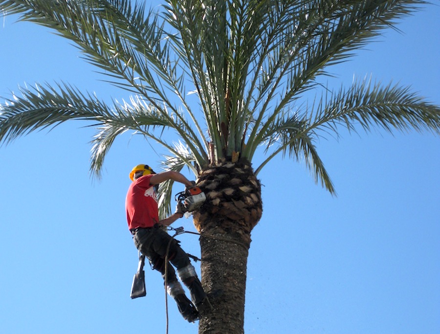 Limpieza de palmeras 