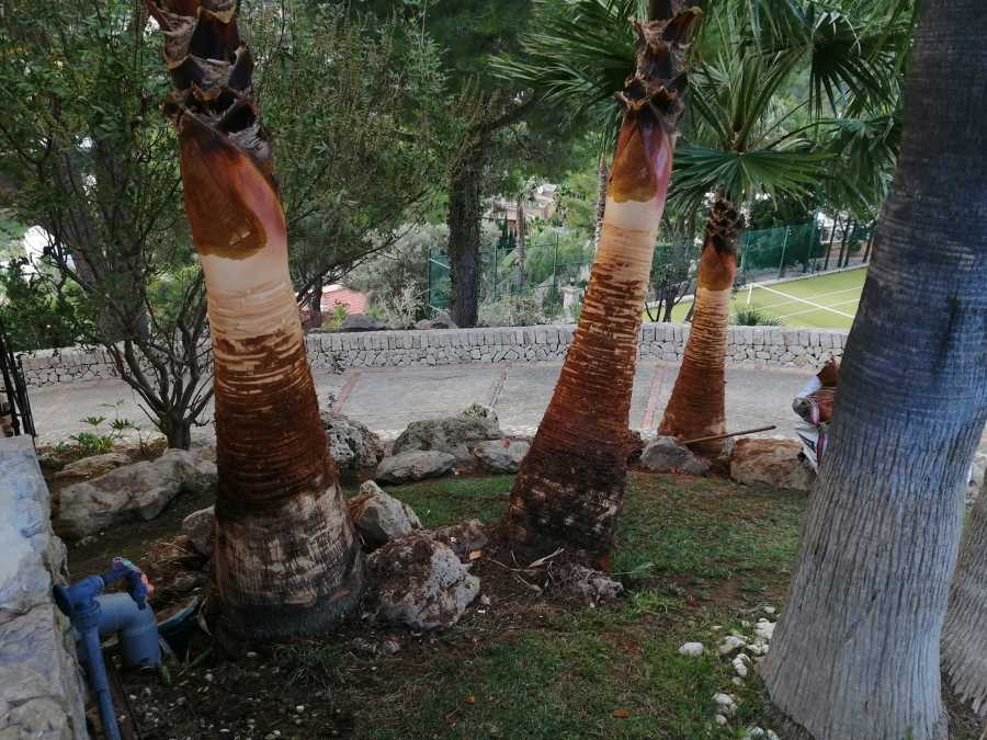 Limpieza de tronco de palmeras