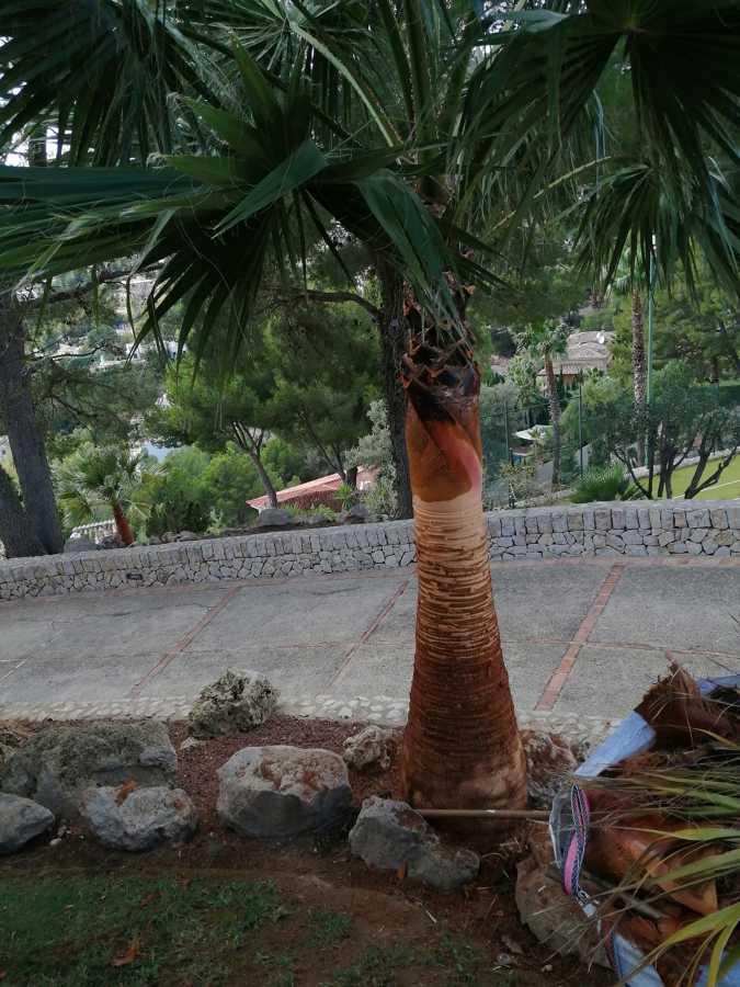 Limpieza de tronco de palmeras