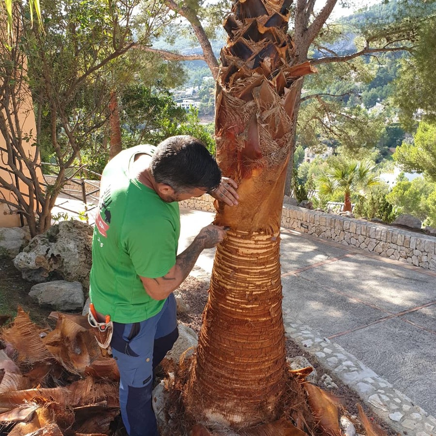 Limpieza de tronco de palmeras