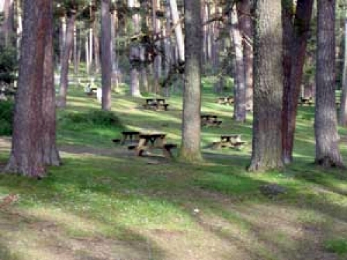 limpieza de zonas verdes